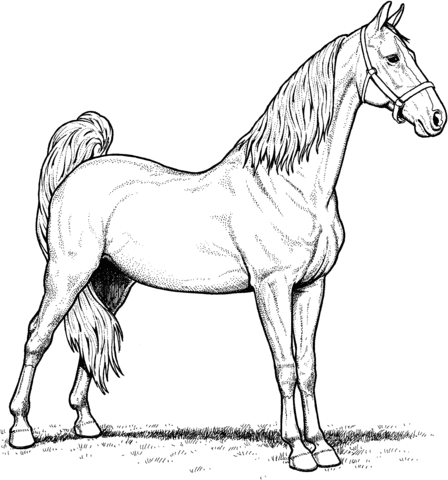 American Saddlebred Mare Horse Coloring Page